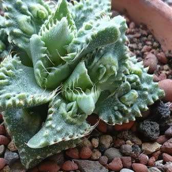 Faucaria tuberculosa Tiger Jaws- 10+ Seed Pack - Indigeous South African Endemic Mesemb Succulent
