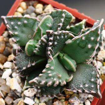 Faucaria tuberculosa Tiger Jaws- 10+ Seed Pack - Indigeous South African Endemic Mesemb Succulent