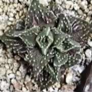 Faucaria tuberculosa Tiger Jaws- 10+ Seed Pack - Indigeous South African Endemic Mesemb Succulent