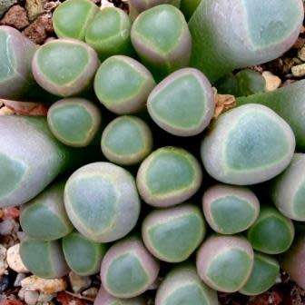Fenestraria rhopalophylla ssp. aurantiaca Seeds - Indigenous Succulents