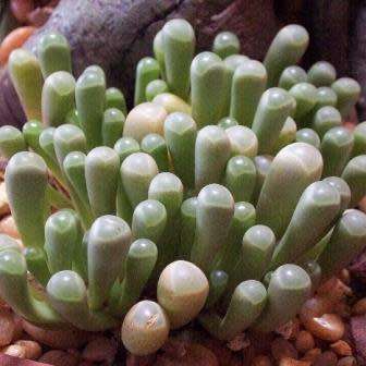 Fenestraria rhopalophylla ssp. aurantiaca Seeds - Indigenous Succulents