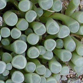 Fenestraria rhopalophylla ssp. aurantiaca Seeds - Indigenous Succulents