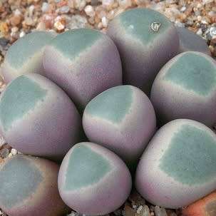 Fenestraria rhopalophylla ssp. aurantiaca Seeds - Indigenous Succulents