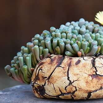Fenestraria rhopalophylla ssp. aurantiaca Seeds - Indigenous Succulents