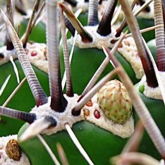 Ferocactus herrerae Seeds - Exotic Succulent Cactus -Combined Shipping NEW
