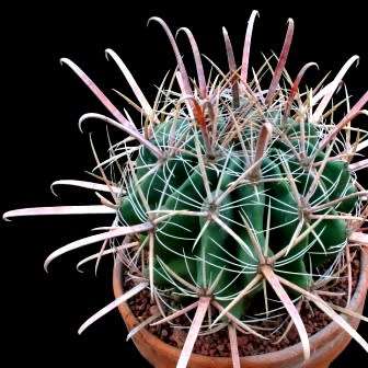 Ferocactus herrerae Seeds - Exotic Succulent Cactus -Combined Shipping NEW