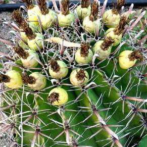 Ferocactus herrerae Seeds - Exotic Succulent Cactus -Combined Shipping NEW