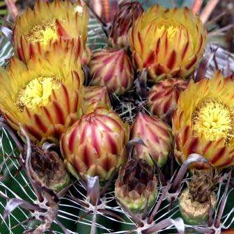 Ferocactus herrerae Seeds - Exotic Succulent Cactus -Combined Shipping NEW
