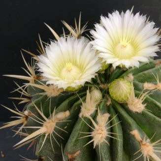 Ferocactus latispinus var. flavispinus -10 Seed Pack- Exotic Succulent Cactus -Combined Shipping NEW
