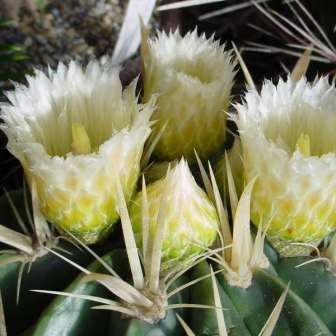 Ferocactus latispinus var. flavispinus -10 Seed Pack- Exotic Succulent Cactus -Combined Shipping NEW