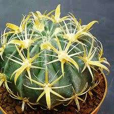 Ferocactus latispinus var. flavispinus -10 Seed Pack- Exotic Succulent Cactus -Combined Shipping NEW