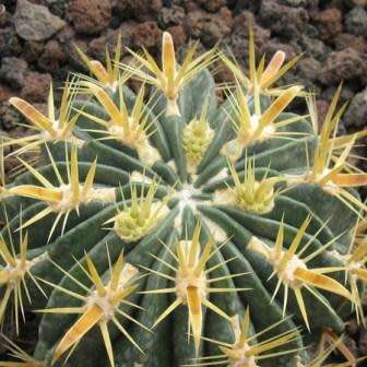 Ferocactus latispinus var. flavispinus -10 Seed Pack- Exotic Succulent Cactus -Combined Shipping NEW