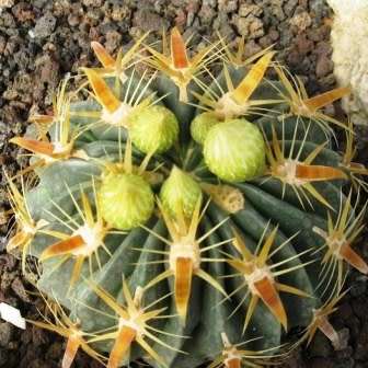 Ferocactus latispinus var. flavispinus -10 Seed Pack- Exotic Succulent Cactus -Combined Shipping NEW