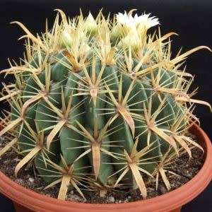 Ferocactus latispinus var. flavispinus -10 Seed Pack- Exotic Succulent Cactus -Combined Shipping NEW