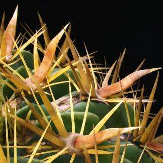 Ferocactus latispinus var. flavispinus -10 Seed Pack- Exotic Succulent Cactus -Combined Shipping NEW
