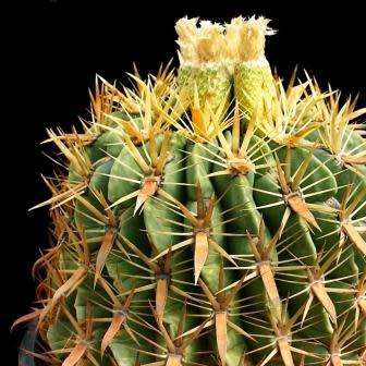 Ferocactus latispinus var. flavispinus -10 Seed Pack- Exotic Succulent Cactus -Combined Shipping NEW