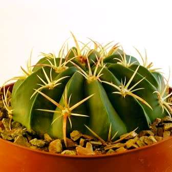 Ferocactus macrodiscus -10 Seed Pack- Exotic Succulent Cactus -Combined Shipping NEW