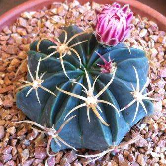 Ferocactus macrodiscus -10 Seed Pack- Exotic Succulent Cactus -Combined Shipping NEW