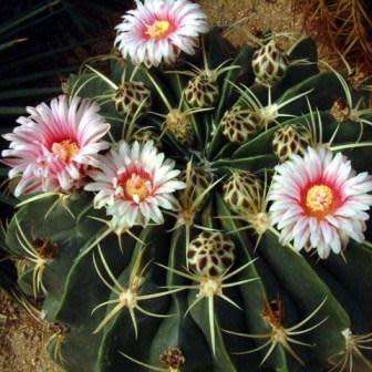 Ferocactus macrodiscus -10 Seed Pack- Exotic Succulent Cactus -Combined Shipping NEW