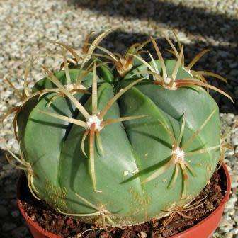 Ferocactus macrodiscus -10 Seed Pack- Exotic Succulent Cactus -Combined Shipping NEW