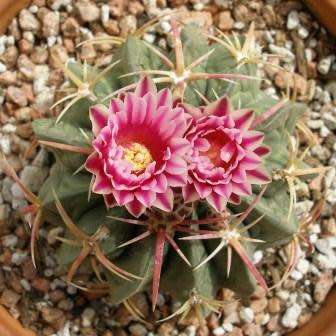 Ferocactus macrodiscus -10 Seed Pack- Exotic Succulent Cactus -Combined Shipping NEW