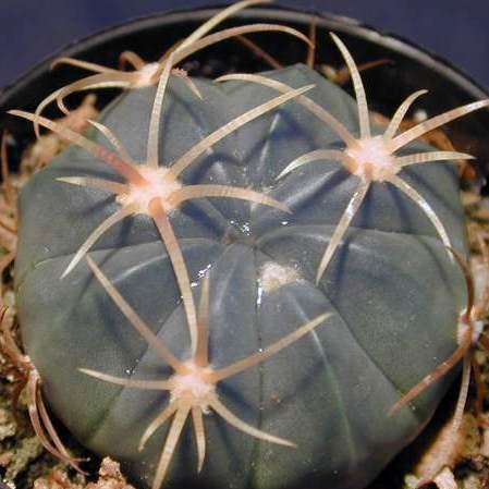 Ferocactus macrodiscus -10 Seed Pack- Exotic Succulent Cactus -Combined Shipping NEW