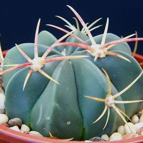 Ferocactus macrodiscus -10 Seed Pack- Exotic Succulent Cactus -Combined Shipping NEW