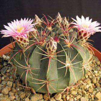 Ferocactus macrodiscus -10 Seed Pack- Exotic Succulent Cactus -Combined Shipping NEW