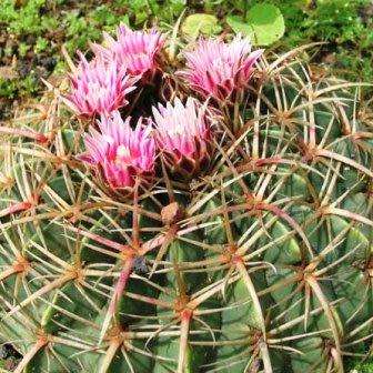 Ferocactus macrodiscus -10 Seed Pack- Exotic Succulent Cactus -Combined Shipping NEW