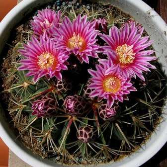 Ferocactus macrodiscus -10 Seed Pack- Exotic Succulent Cactus -Combined Shipping NEW