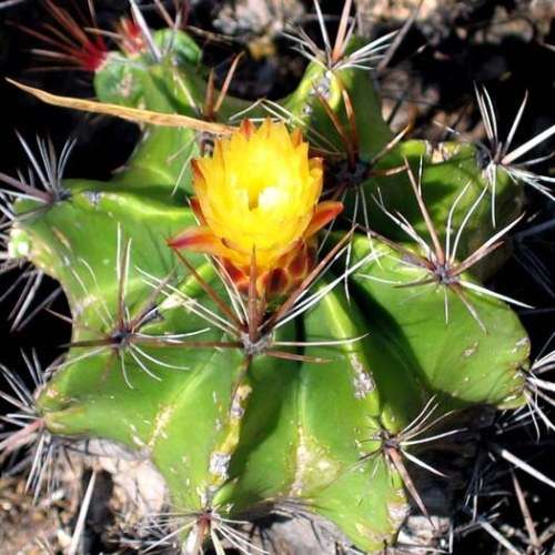 Ferocactus robustus Seeds - Exotic Succulent Cactus -Combined Shipping NEW