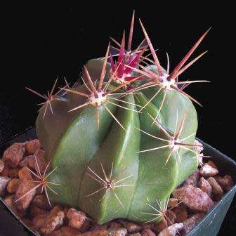 Ferocactus robustus Seeds - Exotic Succulent Cactus -Combined Shipping NEW
