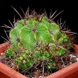 Ferocactus robustus Seeds - Exotic Succulent Cactus -Combined Shipping NEW