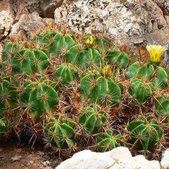 Ferocactus robustus Seeds - Exotic Succulent Cactus -Combined Shipping NEW
