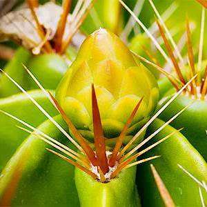 Ferocactus robustus Seeds - Exotic Succulent Cactus -Combined Shipping NEW