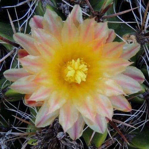 Ferocactus robustus Seeds - Exotic Succulent Cactus -Combined Shipping NEW