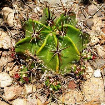 Ferocactus robustus Seeds - Exotic Succulent Cactus -Combined Shipping NEW