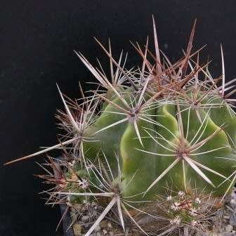 Ferocactus robustus Seeds - Exotic Succulent Cactus -Combined Shipping NEW