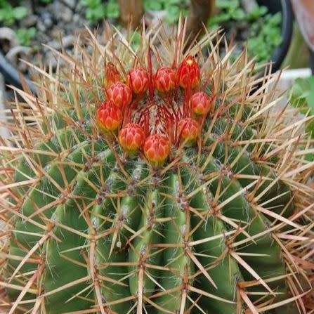 Ferocactus stainessii Seeds - Exotic Succulent Cactus -Combined Shipping NEW
