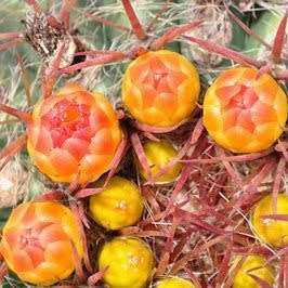Ferocactus stainessii Seeds - Exotic Succulent Cactus -Combined Shipping NEW
