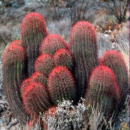 Ferocactus stainessii var. pilosus Seeds - Exotic Succulent Cactus - NEW