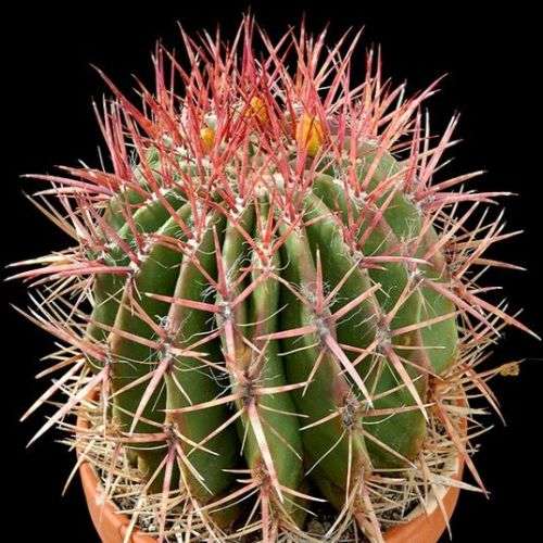 Ferocactus stainessii Seeds - Exotic Succulent Cactus -Combined Shipping NEW