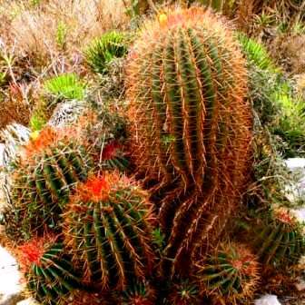 Ferocactus stainessii Seeds - Exotic Succulent Cactus -Combined Shipping NEW