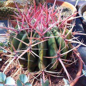 Ferocactus stainessii var. pilosus Seeds - Exotic Succulent Cactus - NEW