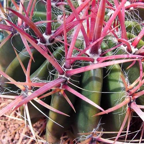Ferocactus stainessii var. pilosus Seeds - Exotic Succulent Cactus - NEW