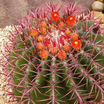 Ferocactus stainessii var. pilosus Seeds - Exotic Succulent Cactus - NEW