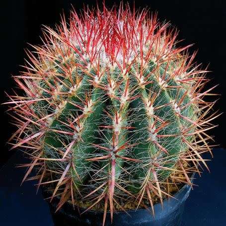 Ferocactus stainessii var. pilosus Seeds - Exotic Succulent Cactus - NEW