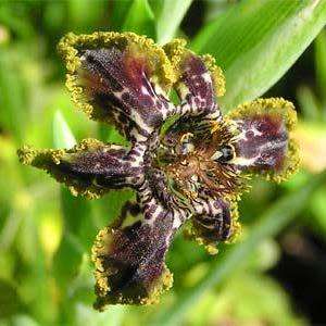 5 Ferraria crispa Seeds - Sow Autumn - Indigenous South African Endemic Perennial Bulb