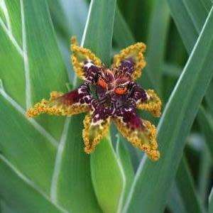 5 Ferraria crispa Seeds - Sow Autumn - Indigenous South African Endemic Perennial Bulb