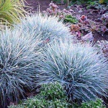 Festuca glauca - Blue Mondo Grass - 10 Seed Pack - Ornamental Drought Tolerant Evergreen Grass - New